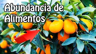 BOSQUE de ALIMENTOS MEDITERRÁNEO!  (Abundancia de Comida) Diseñado con Permacultura