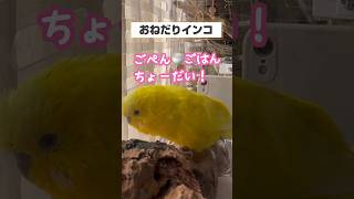 おねだり上手のおしゃべりインコ#セキセイインコ #おしゃべりインコ #つぼうみちゃんねる #インコ #かわいい #budgerigar #budgie #おもしろ #おもしろ動画