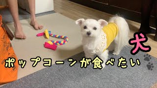 『ポップコーンが食べたいんです』息子の作るポップコーンを待つ犬。【マルチーズ】