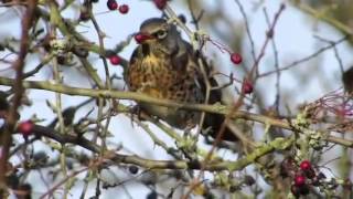 Fieldfare eating berries