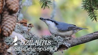 Putni / Birds : DZILNĪTIS /Sitta europaea/.  Nuthatch. Kleiber.