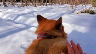 兄弟犬アッケが来るのを待つモリモリ🐺🐺😌