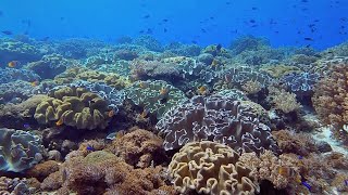 Snorkeling Alor. Boardroom. Pulau Pura. East Nusa Tenggara. Indonesia. June 2022