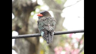 Dollarbird (Eurystomus orientalis) drenching its feathers in the rain by Wong Kais