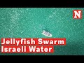 Huge Swarm Of Jellyfish Takes Over Israeli Water Terrorizing Swimmers