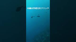 [水中ドローン映像]磯場の海中で撮ったメジナとキタマクラの混泳、ショートver.