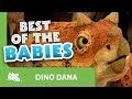 Dino Dana | Best of the Babies Compilation | Michela Luci, Saara Chaudry, Nicola Correia-Damude