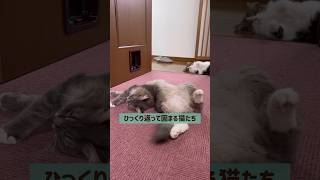 #ヘンテコな格好でくつろぐ猫たち#可愛い猫の寝相#サイベリアンラムネ#短足ミヌエットくるみ