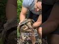 Removing LEECHES From A SNAPPING TURTLE! 😨🐢