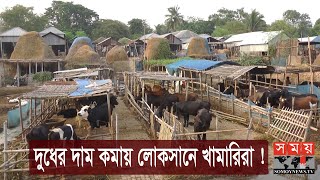 দুধের দাম কমায় লোকসানে খামারিরা ! | Dairy Farm | Somoy TV