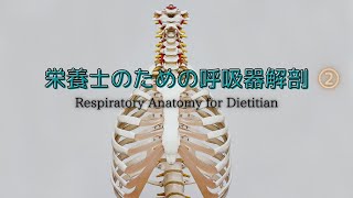 #84②【栄養士のための呼吸器解剖】Respiratory Anatomy for Dietitian