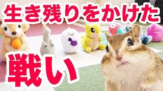 第1回まめたサバイバル開催！シマリスから逃れられるのは誰だ！？/Get away from the squirrel Mameta !!