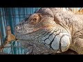 グリーンイグアナ　顔の脱皮　 greeniguana 脱皮 脱皮 音