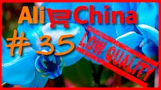 #35 Как КИДАЮТ китайцы / Phalaenopsis семена цветов орхидеи / Семена фаленопсис / Орхидеи