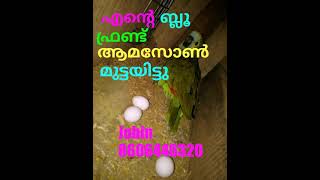 എന്റെ ബ്ലൂ ഫ്രണ്ട്ഡ് ആമസോൺ മുട്ടയിട്ടു my Blue fronted Amazon lay eggs......