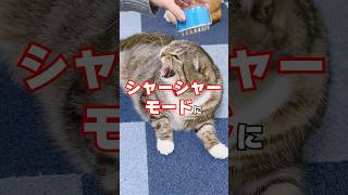 大嫌いなブラッシングvs猫用たわしの結末がコチラ🤣🤣🤣 #猫