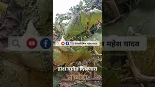 Grapes Consultancy - द्राक्ष बागेत बागेत तांबेरा - शेतकरी मित्र महेश यादव