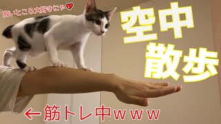 筋トレ中に子猫が邪魔をして筋トレどころではない【保護猫】/Kitten gets in the way during muscle training【Protected cat】