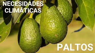 🥑  Clima para el cultivo del Palto o Aguacate Hass | ViLab