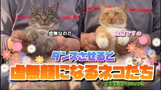 【12/13】おとなしくダンスに付き合ってくれますが、毎回虚無顔になるネコたち🐈‍⬛🐈【農園生活ダイジェスト】