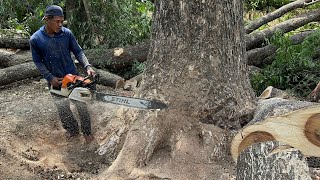 The best skill cutting down 3 Huge trees with strongest chainsaw ‼️