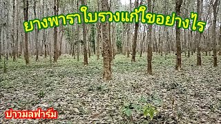 ยางพาราใบร่วงแก้ไขอย่างไร