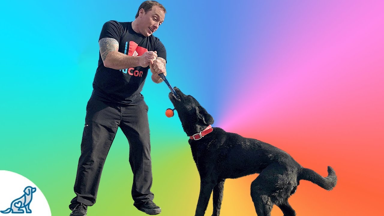 Dog Tug Game How To Play Tug Of War With Your Dog Professional Dog