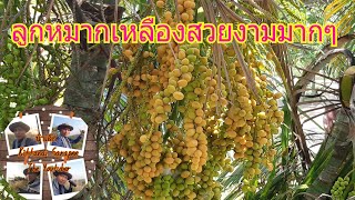 ชมธรรมชาติกับน้าเล็ก#:หมากเหลือง ออกลูกเป็นพวงสวยงาม