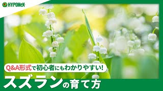 ☘:218 【Q\u0026A】スズランの育て方｜翌年もきれいな花を咲かせる方法は？水やりや肥料などの管理方法もご紹介｜【PlantiaQ\u0026A】植物の情報、育て方をQ\u0026A形式でご紹介