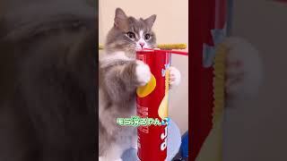 爪研ぎ買うてー【関西弁猫】#shorts #猫 #アフレコ#cat #短足マンチカン