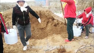 苹果盆景完整的上盆过程公开啦，投资210000余元，啥时候才回本呢