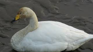 Short distance Whooper swan／ 近距離オオハクチョウ