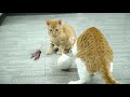 cats in love with cat punch toyball