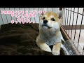 これがわたし流！ごはんの食べ方！柴犬の子犬【豆柴すず】shiba inu puppy