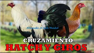 CRUZAMIENTO HATCH Y GIROS