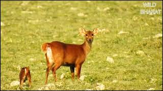 Hog Deer mother and calf || Wild Bharat || Kaziranga tiger reserve