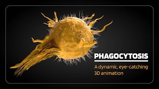 Phagocytosis, margination, rolling, adhesion, chemotaxis