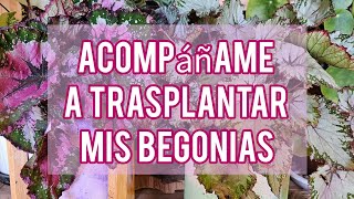 Acompáñame a trasplantar Begonias  Rex/ Jardín Suculento