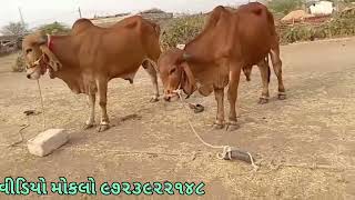 દેશી બળદ | મો 79847 02856 | gir bull | OX FOR SELL 🐂