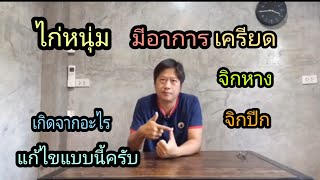 ไก่เครียดเกิดจากสาเหตุอะไร แก้ไขอย่างไร #เลี้ยงไก่มือใหม่ #ไก่พม่า