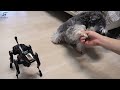 Sirius Robot Dog Tries to Shake Hands - Just Like a Puppy!