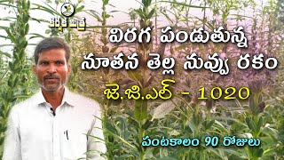 నూతన తెల్ల నువ్వు రకం జె.జి.ఎల్ - 1020 ||  New White Sesame Variety JGL - 1020 || Karshaka Mitra