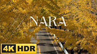 Tenri City Gingko Trees 天理市 - Stunning Yellow Autumn Foliage  4K HDR  Explore Beyond