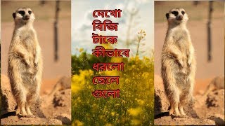 Discovery Video Mercat বিজি ধরা নেউল ধরি