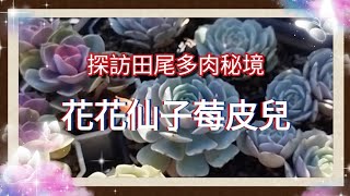 (逛肉買肉)探訪多肉祕境x花花仙子~莓皮兒x田尾的多肉小祕境x熟客才知道a地方xFb\u0026蝦皮都有一定的人氣！#多肉植物 #田尾 #succulent #多肉 #花花仙子莓皮兒 #景天科 #仙人掌