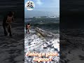 fishing a giant alligator you won’t believe what happens next amazing movie