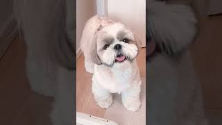 【ニコニコで登場】ママ、来たよ？Smile and come to mom #puppy #シーズーあいす #シーズー #shihtzu #犬 #犬のしつけ #犬のしつけ #vlog #smile