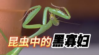 【螳螂为什么吃掉自己的丈夫？！】螳螂世界的生存之道 | 生活百科 | 小知识 | 动物 | 昆虫 | 螳螂 | 性食