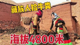 Cow dung in pastoral areas at an altitude of 4,800 meters is very precious!