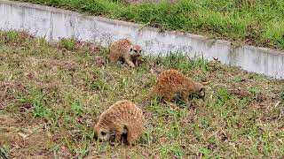 千葉市動物公園のミーアキャット